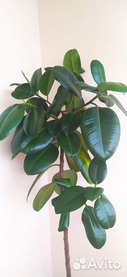 Фикус эластика робуста