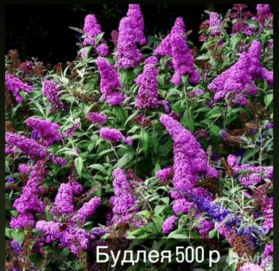 Цветы многолетники