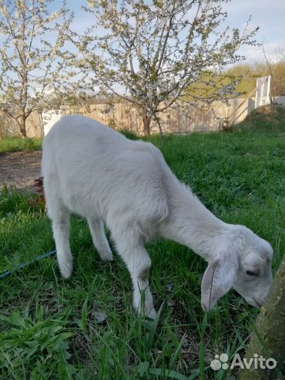 50 нубийский козлик обмен на зерно