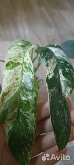 Эпипремнум гигантум вариегатный