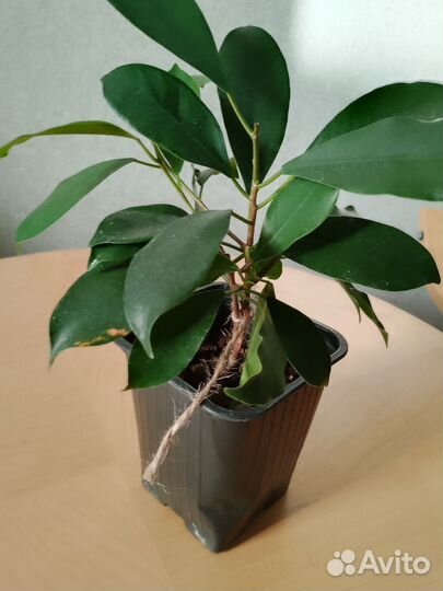Замиокулькас фикус и др