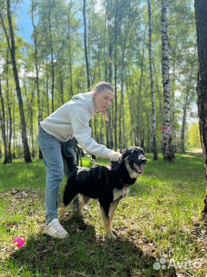 Собака в добрые руки