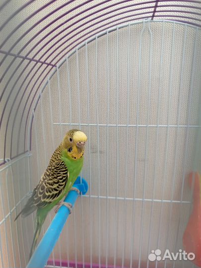 Волнистый попугай с клеткой