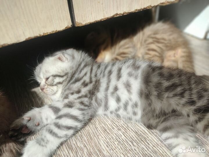 Вислоухие котята