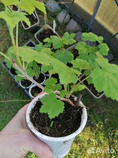 Красная смородина