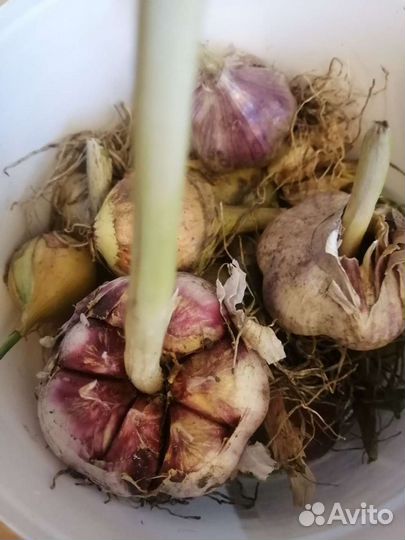 Зимовой чеснок