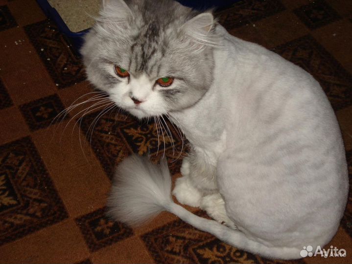 Стрижка кошек и котов без наркоза