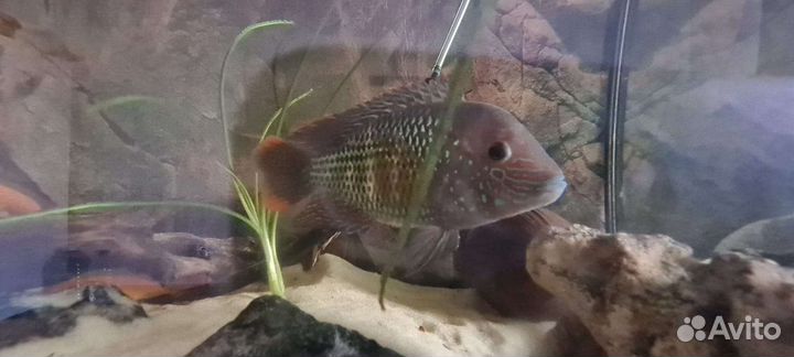 Бирюзовая акара