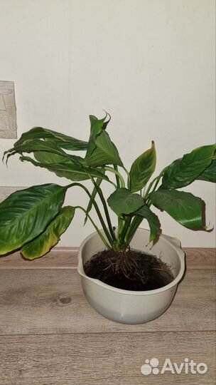 Спатифиллум