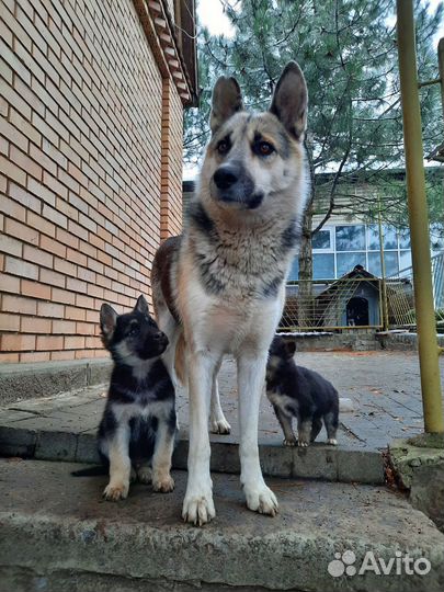 Домашние животные собаки щенки бесплатно