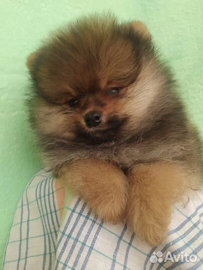 Щенки шпица