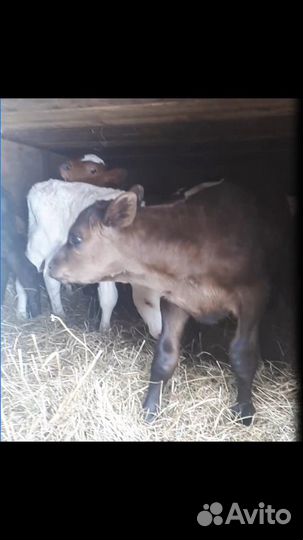 Бычки и телята