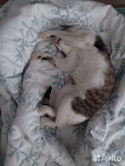Котик в добрые руки