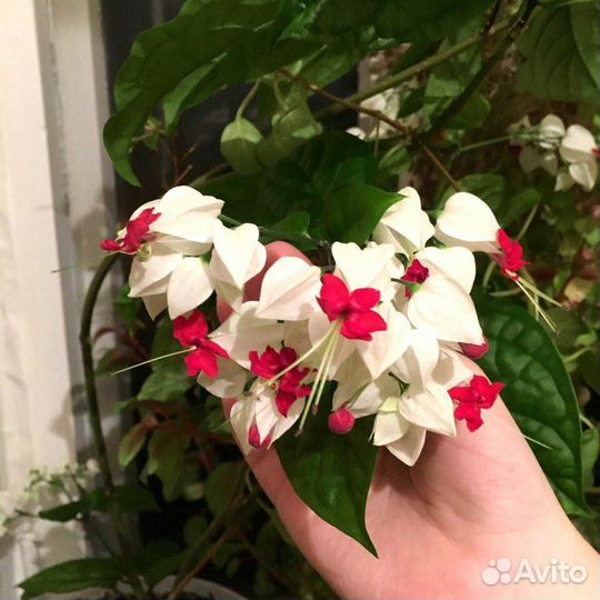 Клеродендрум Томпсона