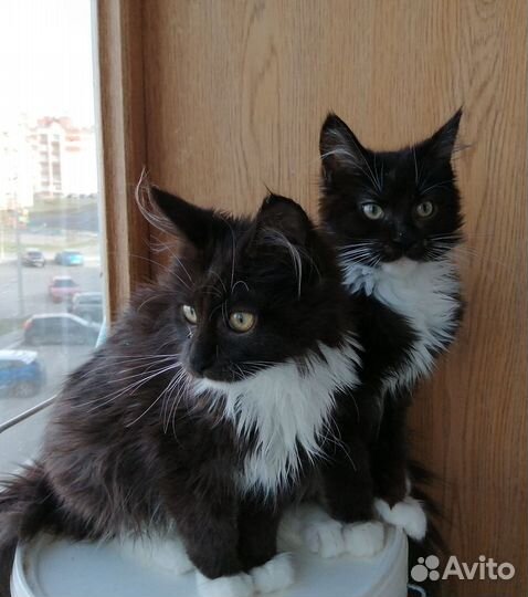 Люси котята