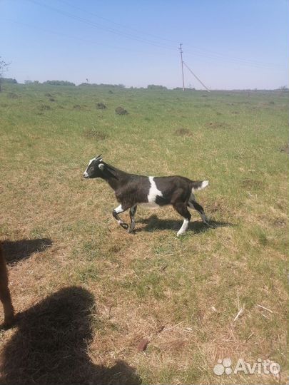 Козел, козлик Ламанча