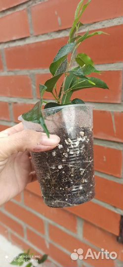 Фикус бенджамина