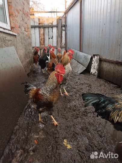 Молодые петухи