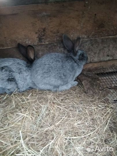 Кролы Полтавское серебро и Белый панон