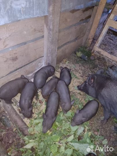 Поросята въетнамские