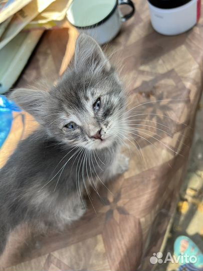 Кот и кошка