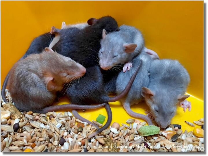 Крысы и крысята. Клетка в подарок
