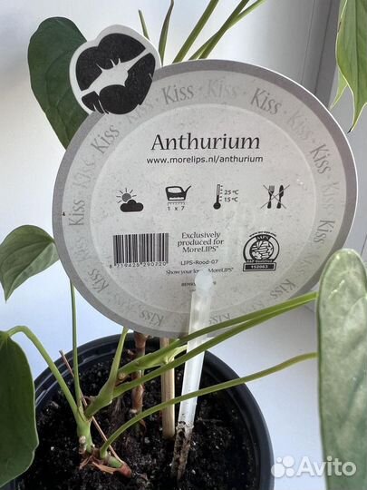 Комнатные растения цветы антуриум