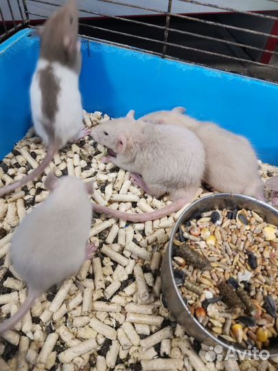 Крыса дамбо