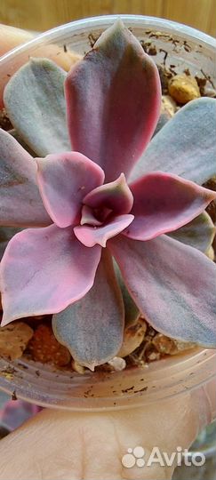 Суккуленты