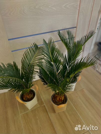 Пальма цикас