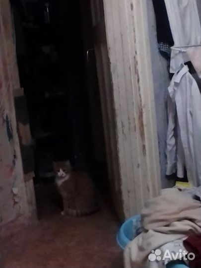 Кот рыжий 2 года