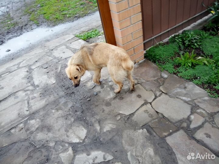 Собака в добрые руки