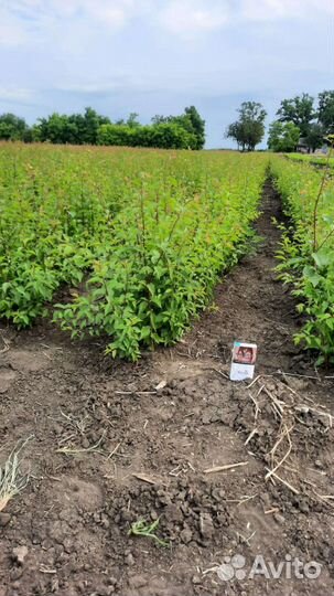 Подвой (дичка)