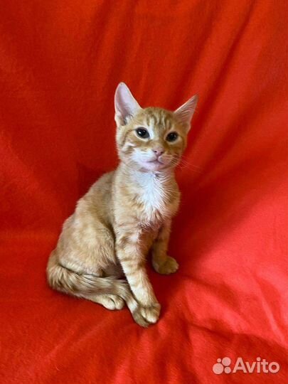 Котенок мальчик 3,5 месяца
