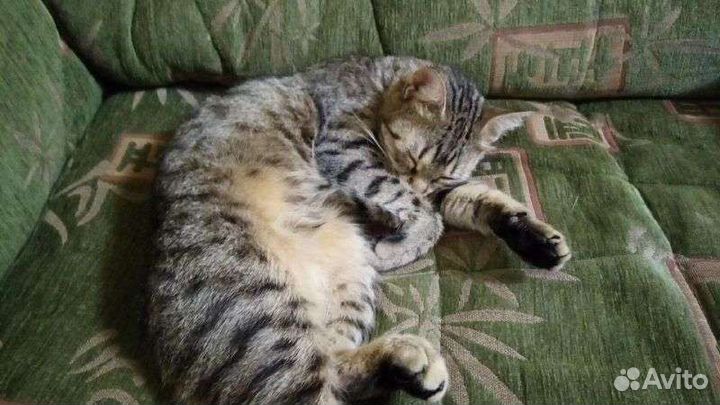 Потерялась кошка