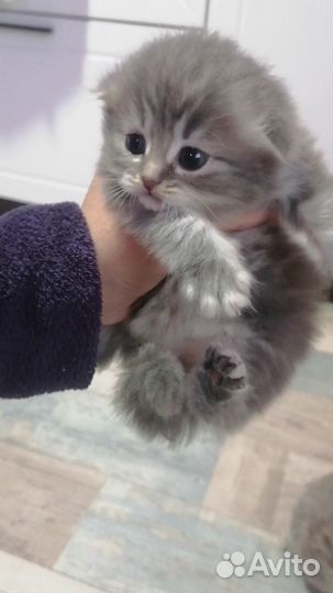 Шотландская