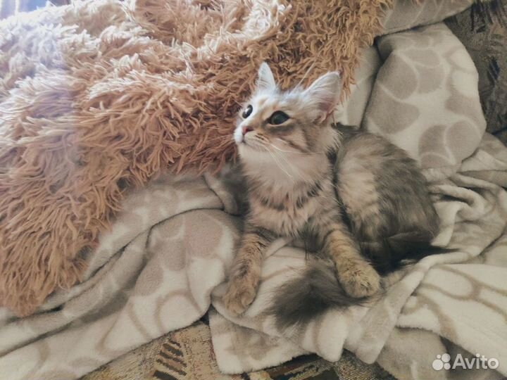 Отдам в добрые руки кошку