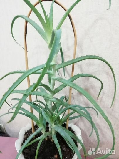 Плауновидная красулла,алоэ