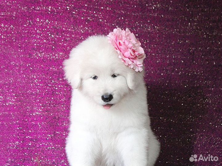 Щенки мареммы. рабочие линии