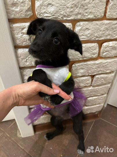 Шенок в добрые руки