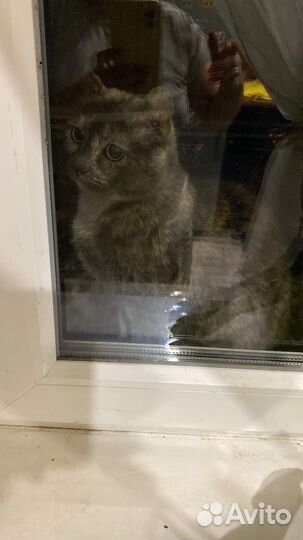 Кошка только в добрые руки