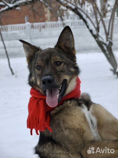 Собака по кличке Кекс в дар