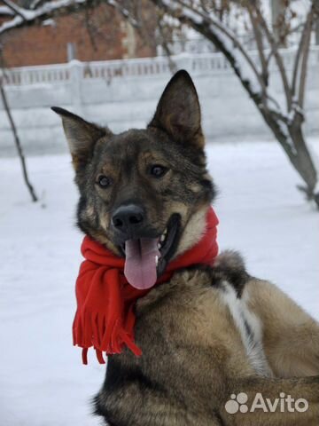 Собака по кличке Кекс в дар