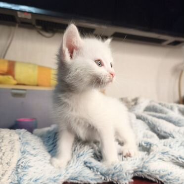 Турецкая ангора котёнок
