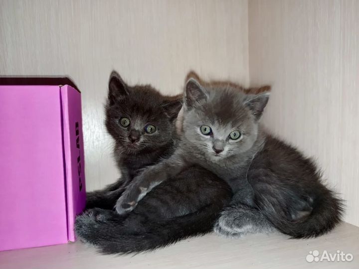 Котята в добрые руки даром
