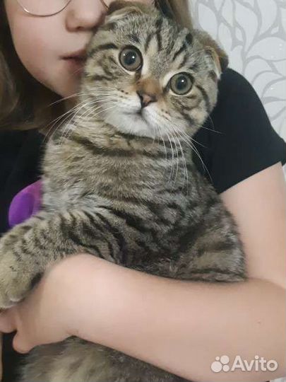 Шотландский вислоухий кот бесплатно