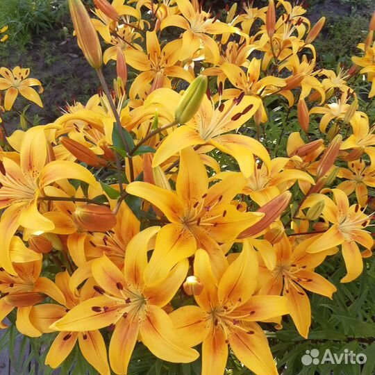 Травы, цветы на срез в сезон, саженцы цветов