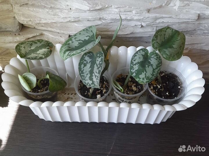 Сциндапсус