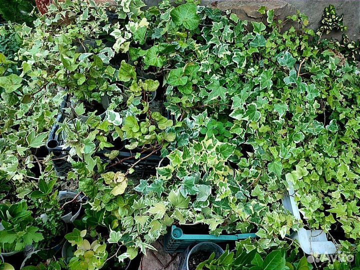 Большие взрослые плющи в горшках