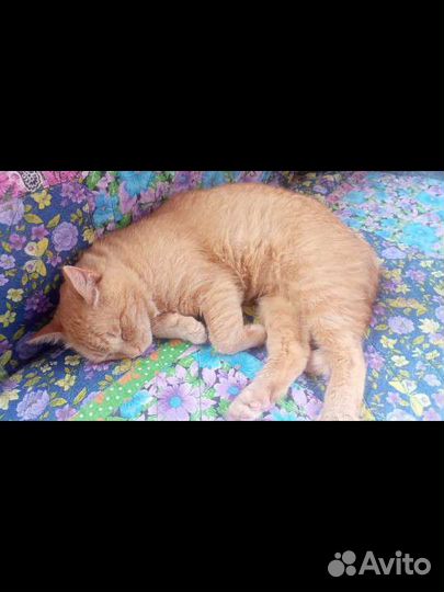 Рыжее солнышко ищет дом